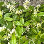 Jazmín vonný (Trachelospermum jasminoides) - výška 30-60 cm, kont. C1L